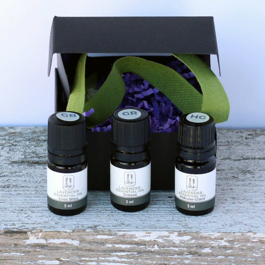 Lavender Essential Oil Flight