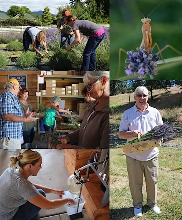 Lavender Harvesting and Distillation Class - July 24th, 2026 9:00am-11:30pm