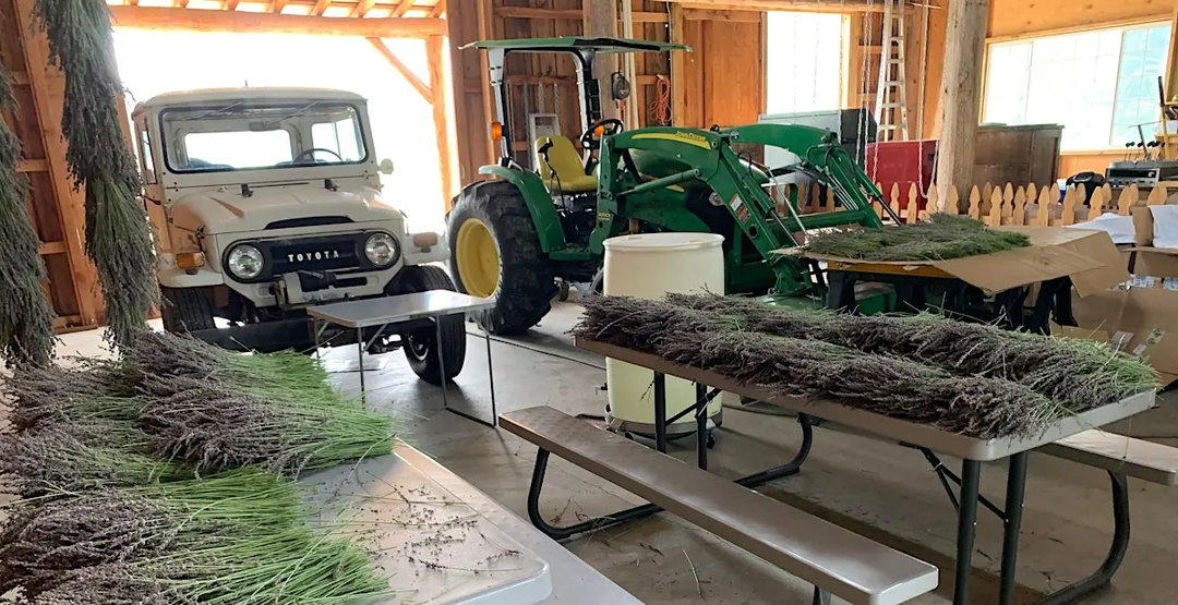 Lavender Harvesting and Distillation Class - July 24th, 2026 9:00am-11:30pm