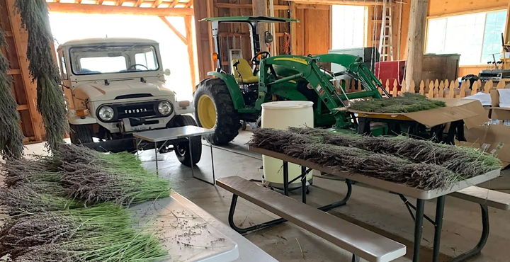 Lavender Harvesting and Distillation Class - July 24th, 2026 9:00am-11:30pm