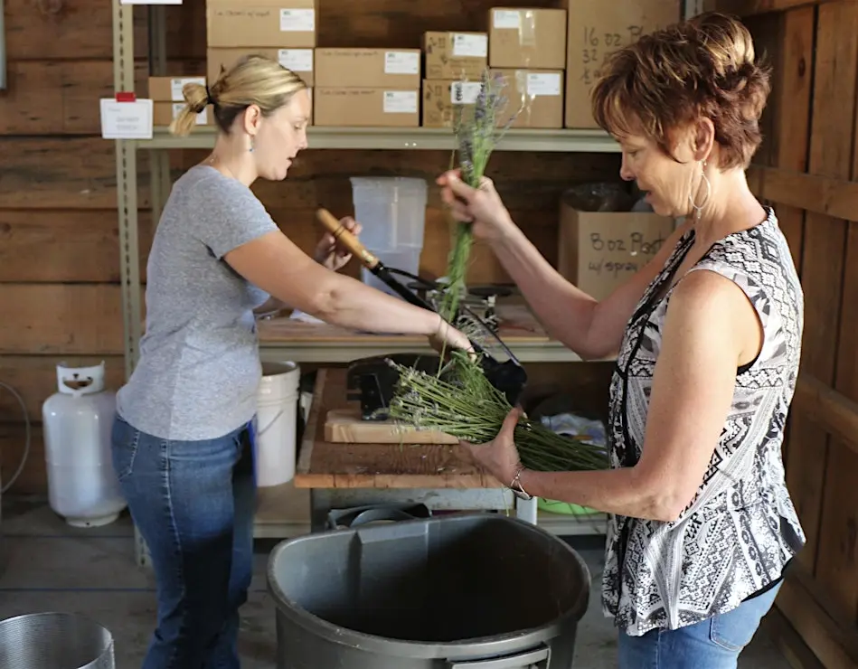 Lavender Harvesting and Distillation Class - July 24th, 2026 9:00am-11:30pm