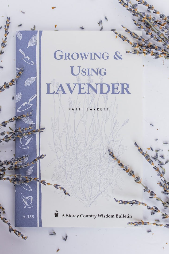 Growing and Using Lavender